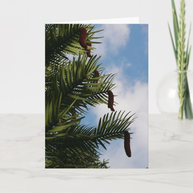 Cartão Wollemi Pine Tree Cones Card (Frente)