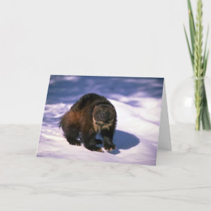 Cartão Wolverine on snow