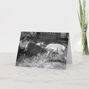 Cartão Woman bottle feeding an antelope.