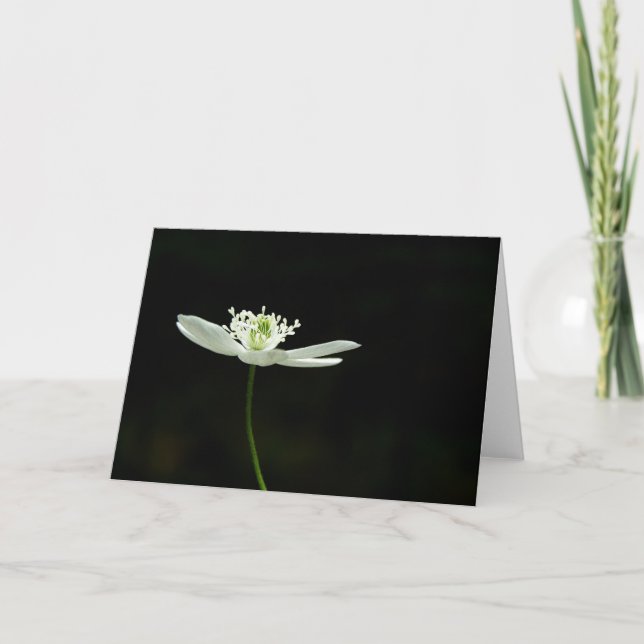 Cartão Wood Anenome Wildflower Greeting Card (Frente)