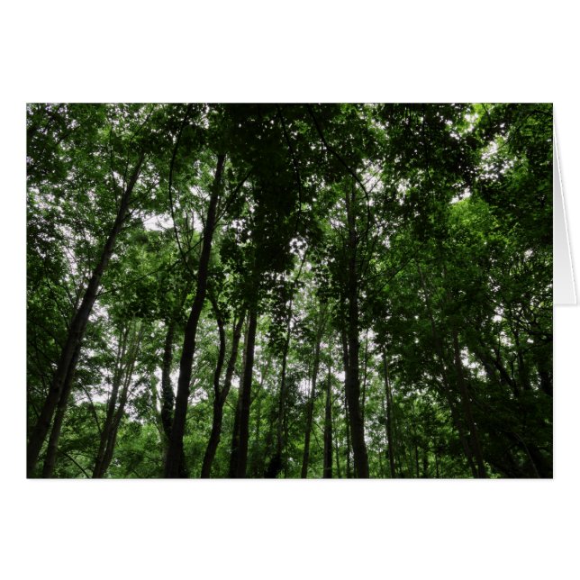 Cartão Woodland Canopy 02 (Frente Horizontal)