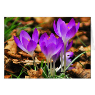 Cartão Woodland Crocuses
