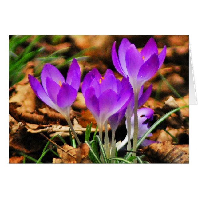Cartão Woodland Crocuses (Frente Horizontal)