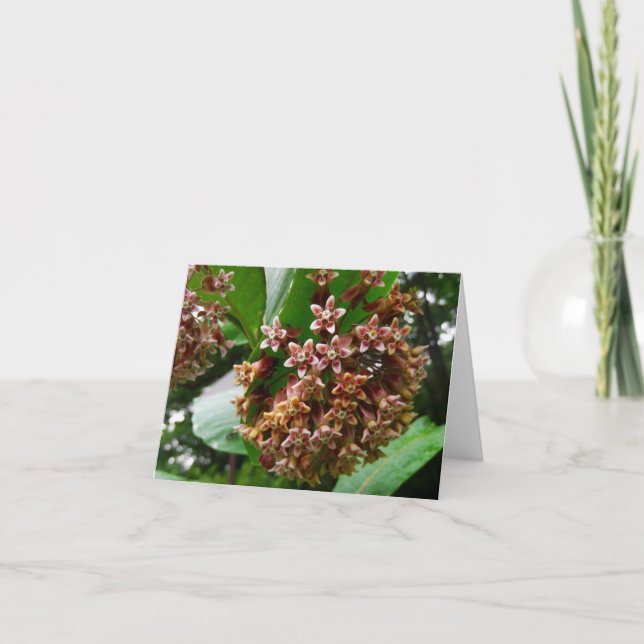 Cartão Woodland Note Card Wildflower Milkweed (Frente)