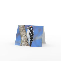 Woodpecker on a Shagbark tree blank inside