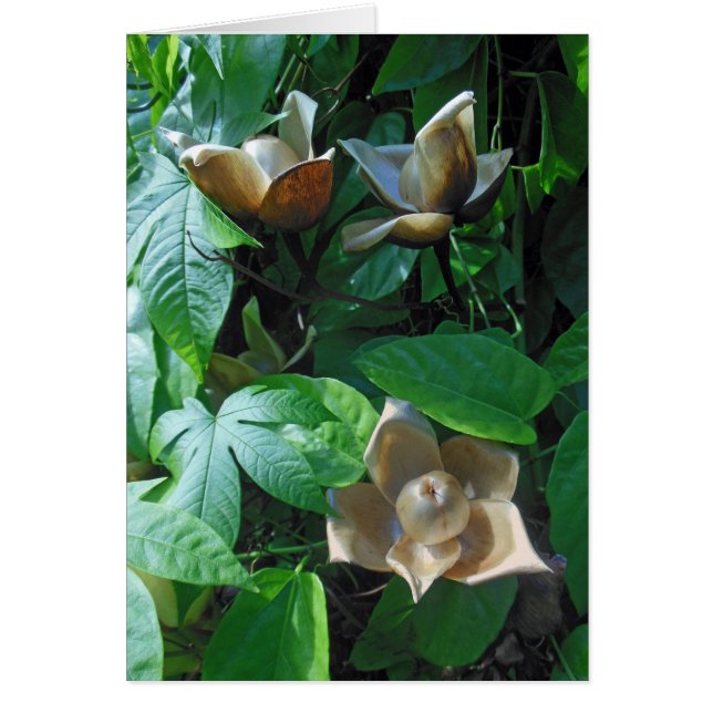 Cartão Woodrose havaiano (Frente)