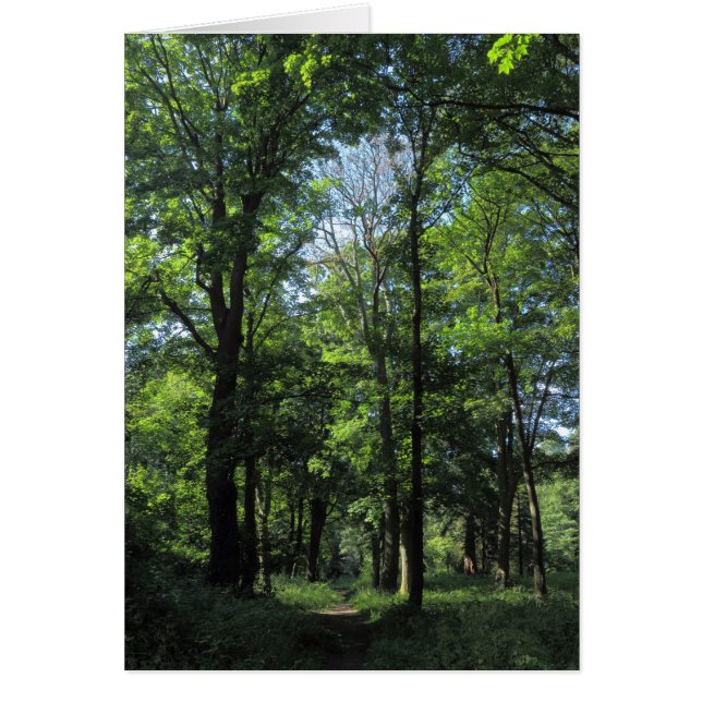 Cartão Woods. Bute Park, Cardiff (Frente)