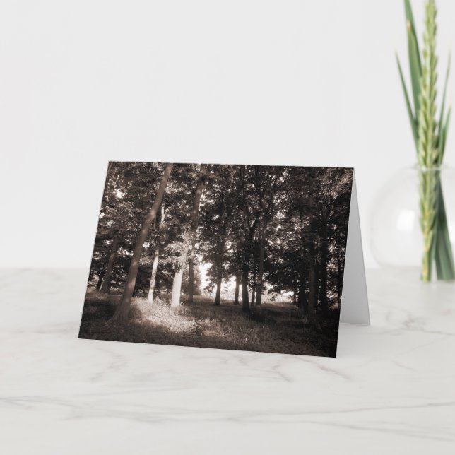 Cartão Woods Bute Park, Cardiff II (Frente)