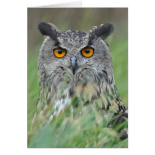 Cartão Wowl