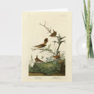 Cartão Wren de inverno, Rock Wren, Aves da América de Aud