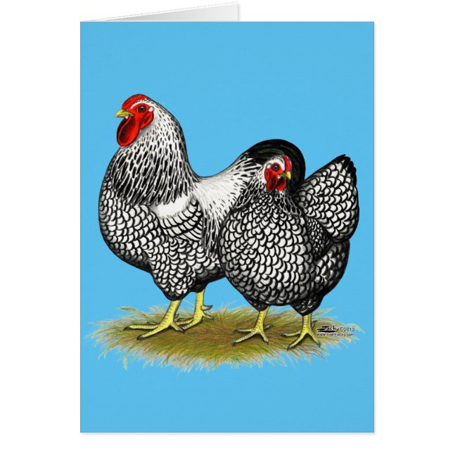 Cartão Wyandotte: Par de Prata (Frente)