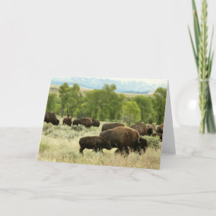 Cartão Wyoming Bison Nature