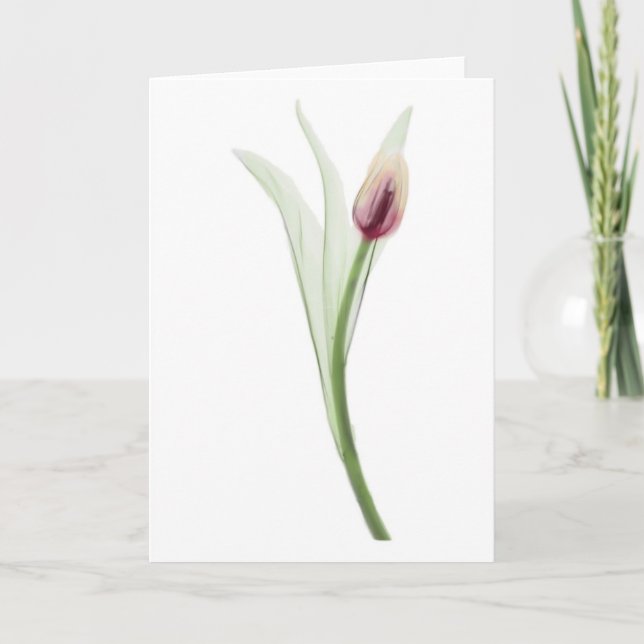 Cartão X-ray: Tulip notecard (Frente)
