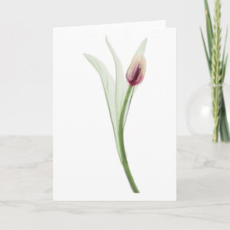 Cartão X-ray: Tulip notecard