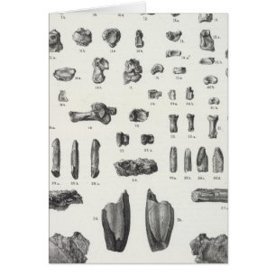 Cartão XL Tomitherium, Esthonyx, Ectoganus