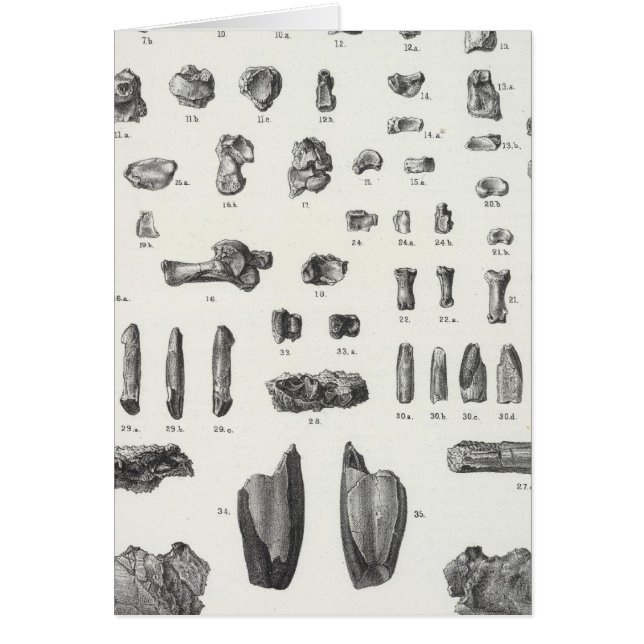 Cartão XL Tomitherium, Esthonyx, Ectoganus (Frente)