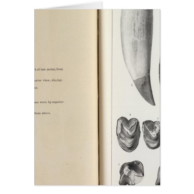 Cartão XLVI Coryphodon (Frente)