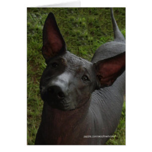 Cartão Xoloitzcuintli