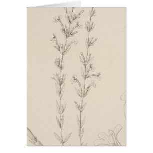 Cartão XVII Hedeoma hyssopieolia