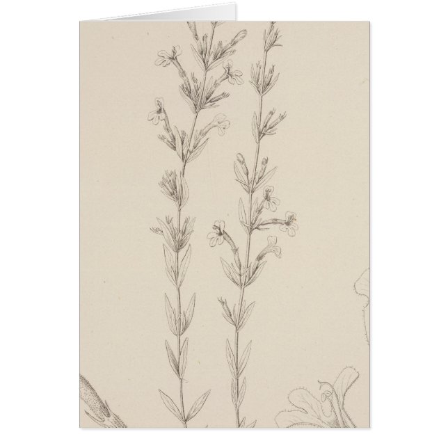 Cartão XVII Hedeoma hyssopieolia (Frente)