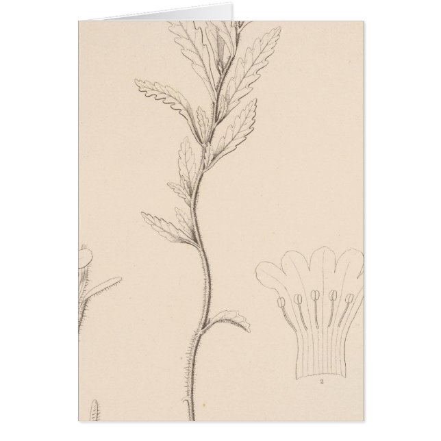 Cartão XVIII Nama rothrockii (Frente)