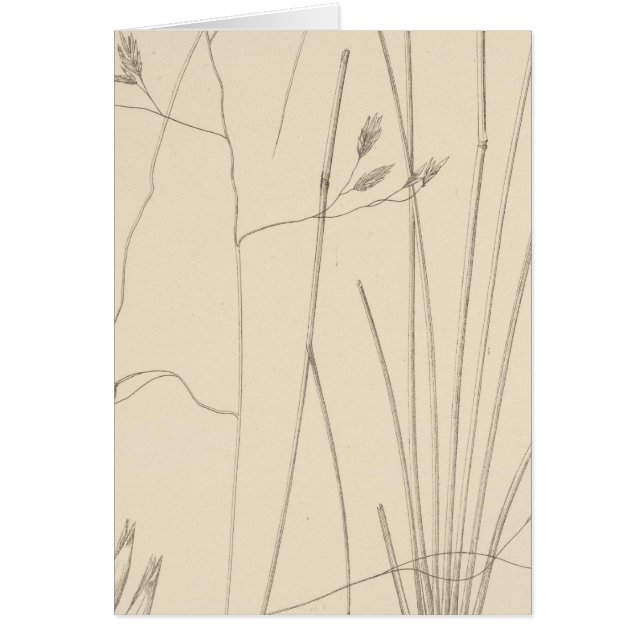 Cartão XXIX Festuca thurberi (Frente)