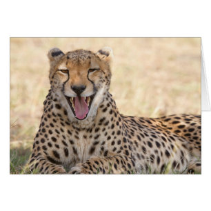 Cartão Yawning Cheetah