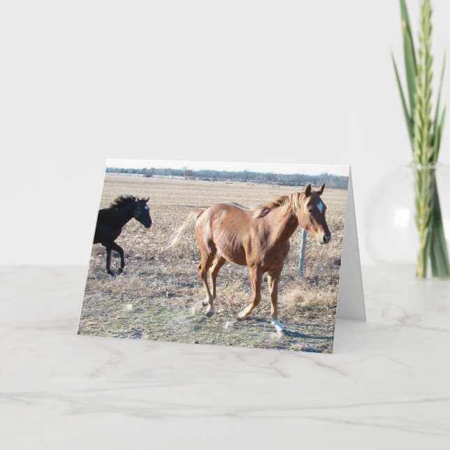 Cartão Yearlings (Frente)