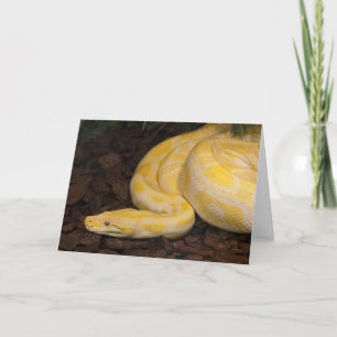 Cartão Yellow Burmese Python Incrível