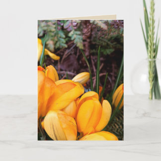 Cartão Yellow Crocus Blank Greeting Card