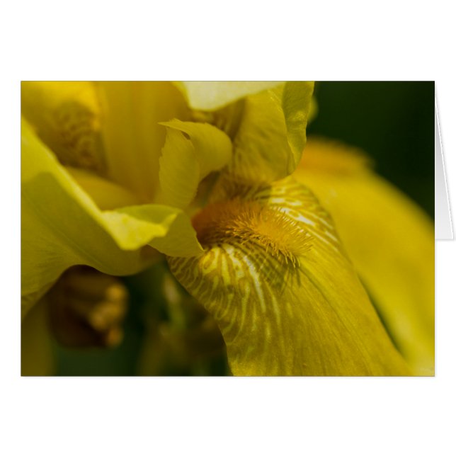 Cartão Yellow Iris Beard (Frente horizontal)