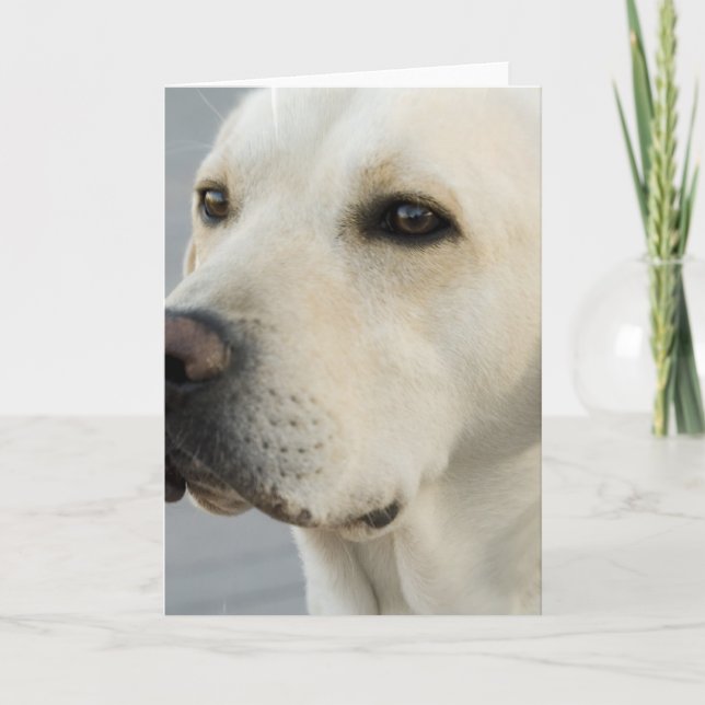 Cartão Yellow Lab  Greeting Card (Frente)