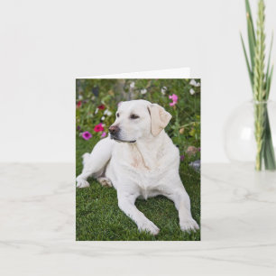 Cartão Yellow Lab Photo Greeting card