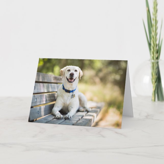 Cartão Yellow Labrador Lays On Bench (Frente)