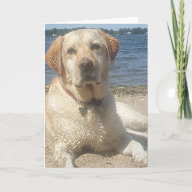 Cartão Yellow Labrador Retriever Greeting Card (Frente)