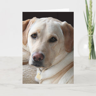 Cartão Yellow Labrador Retriever Greeting Card