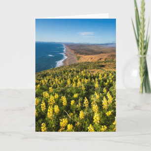 Cartão Yellow Lupine Above Point Reyes Beach At Point