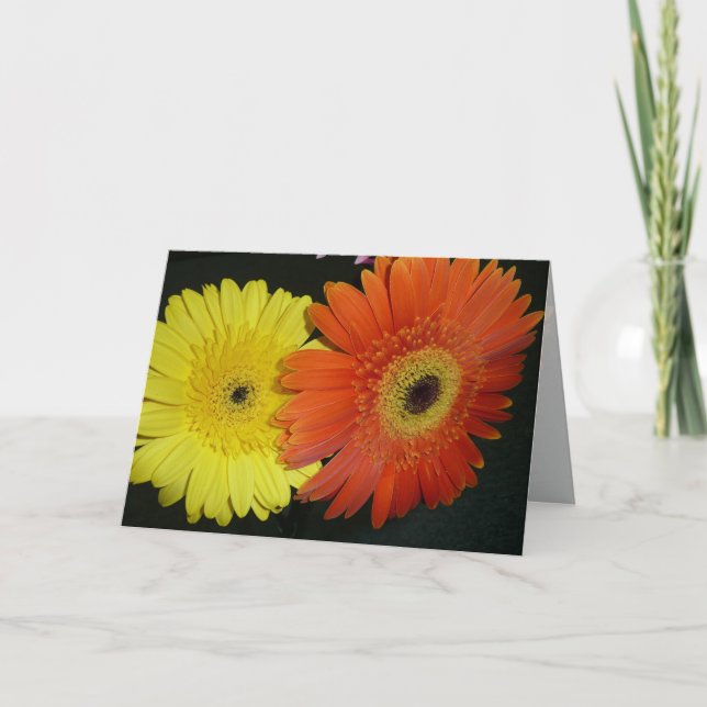 Cartão Yellow & Orange Gerber daisy (Frente)