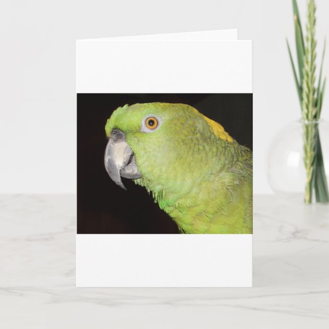 Cartão Yellownape Amazon (Frente)