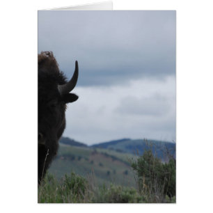 Cartão Yellowstone Guardian