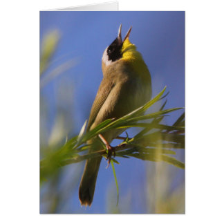 Cartão Yellowthroat comum