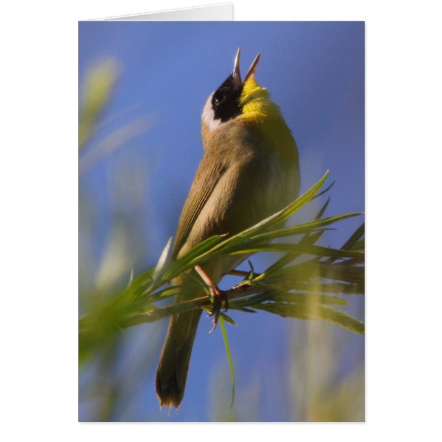Cartão Yellowthroat comum (Frente)