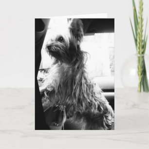 Cartão Yorkie