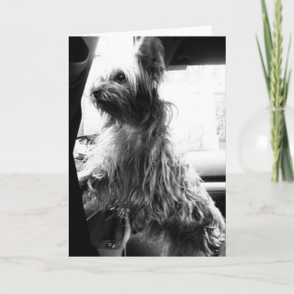 Cartão Yorkie