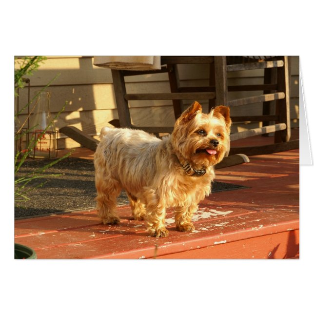 Cartão Yorkie (Frente horizontal)
