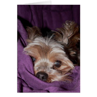 Cartão Yorkie