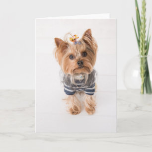 Cartão yorkie com suéter