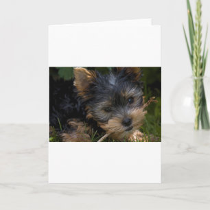 Cartão yorkie com vara