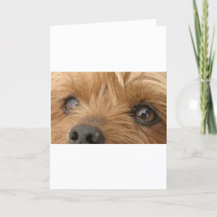 Cartão yorkie eyes
