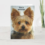 Cartão Yorkie - Happy Birthday<br><div class="desc">Front - picture of a Yorkie Inside - Happy Birthday PLEASE NOTE ... . Text on front and inside can be changed, deleted, repositioned ... The font can also be changed, resized etc ... you can't hurt the original ... be creative!</div>